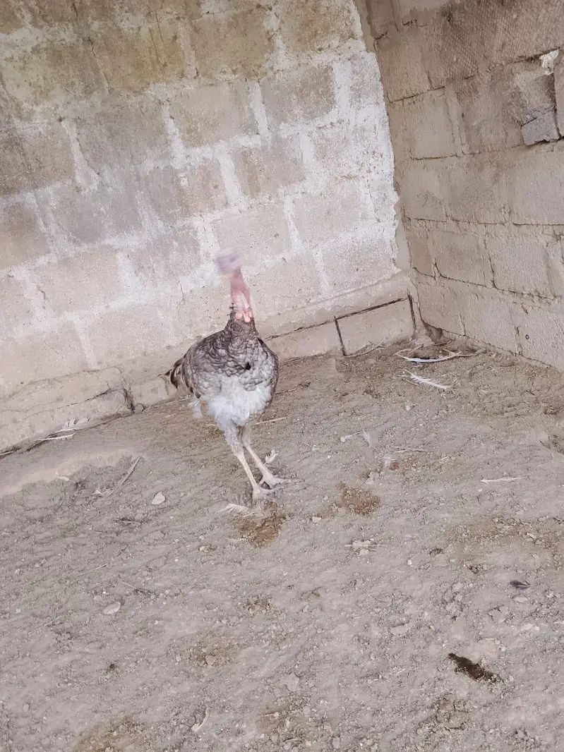 Turkey blue male — photo 3