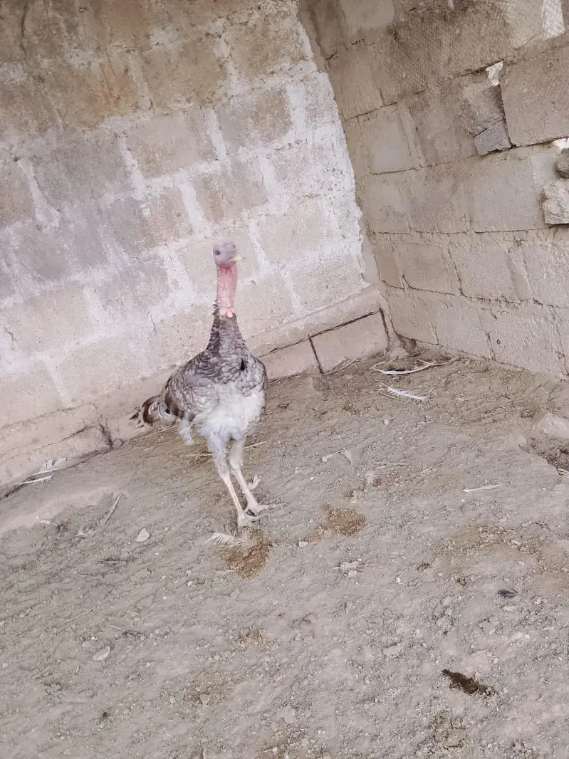 Turkey blue male — photo 4