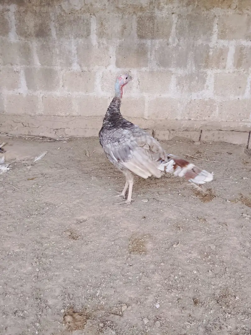 Turkey blue male — photo 5