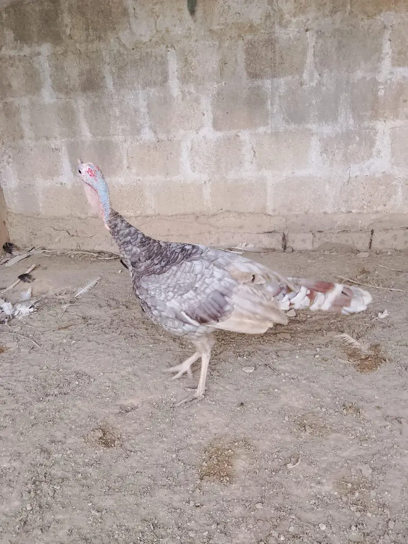 Turkey blue male — photo 6