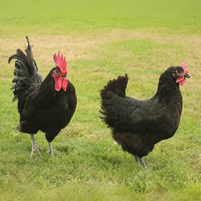 Black Austrolope Chicks and Fertile Eggs Available