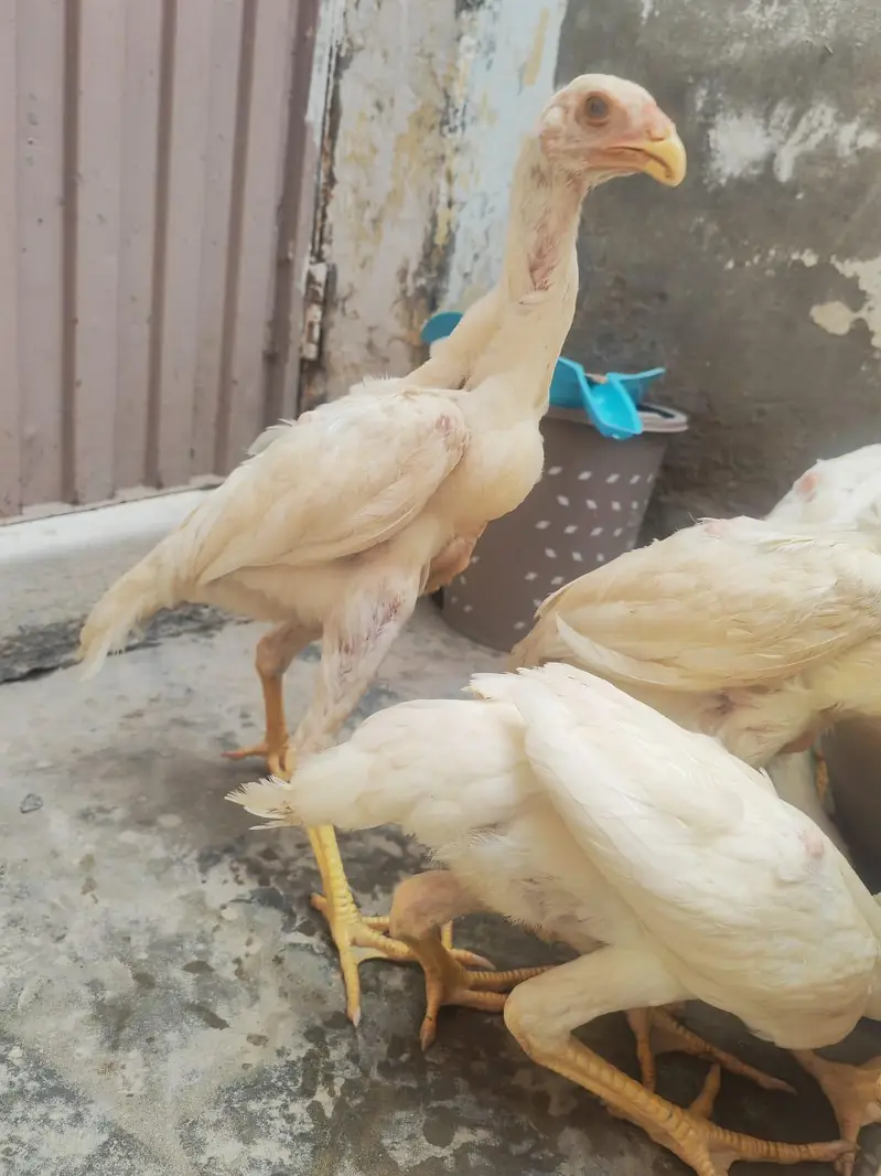 shamo   pchte. pchtya — photo 9