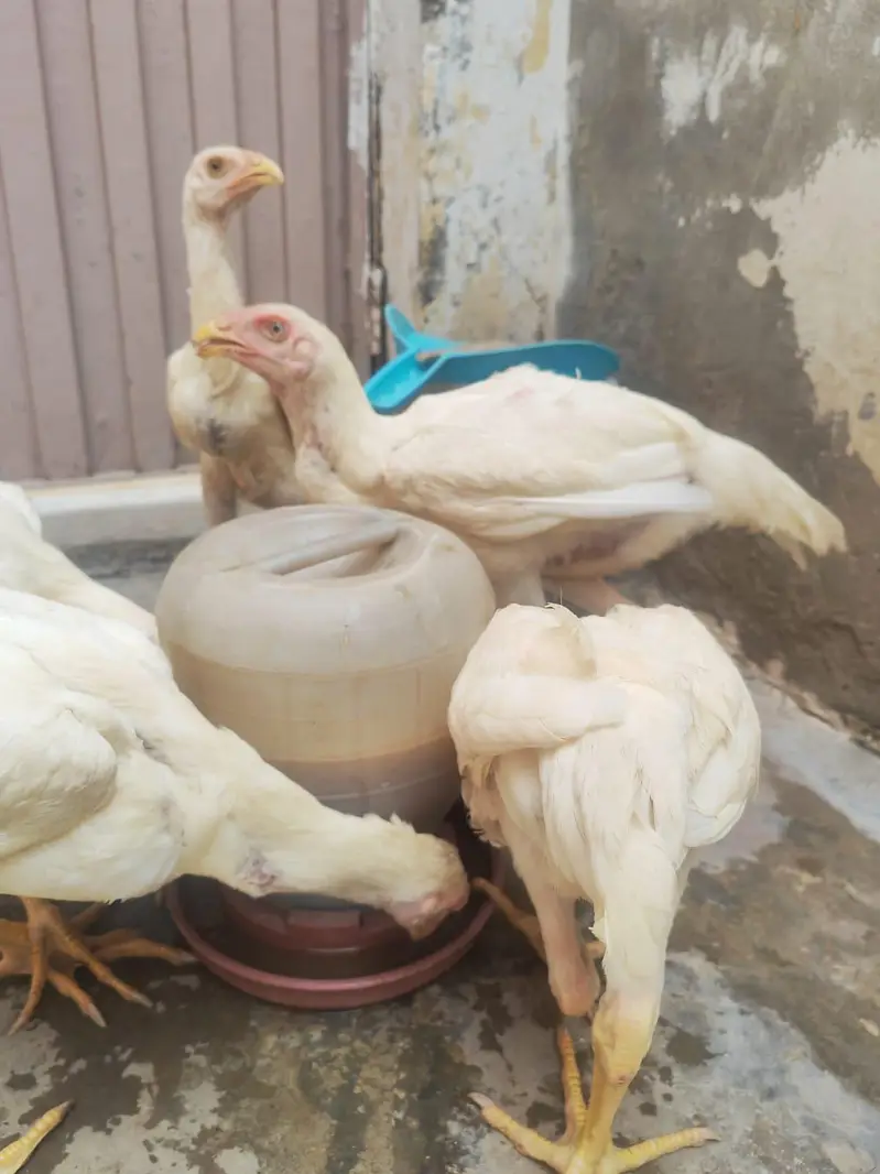 shamo   pchte. pchtya — photo 12