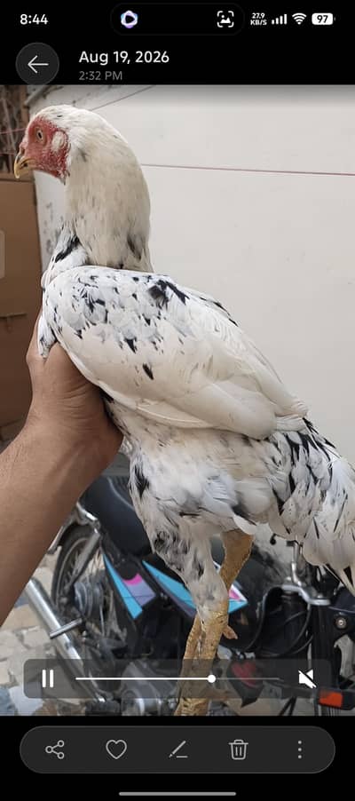 Healthy Hen with Chicks for Sale | Active & Top Quality