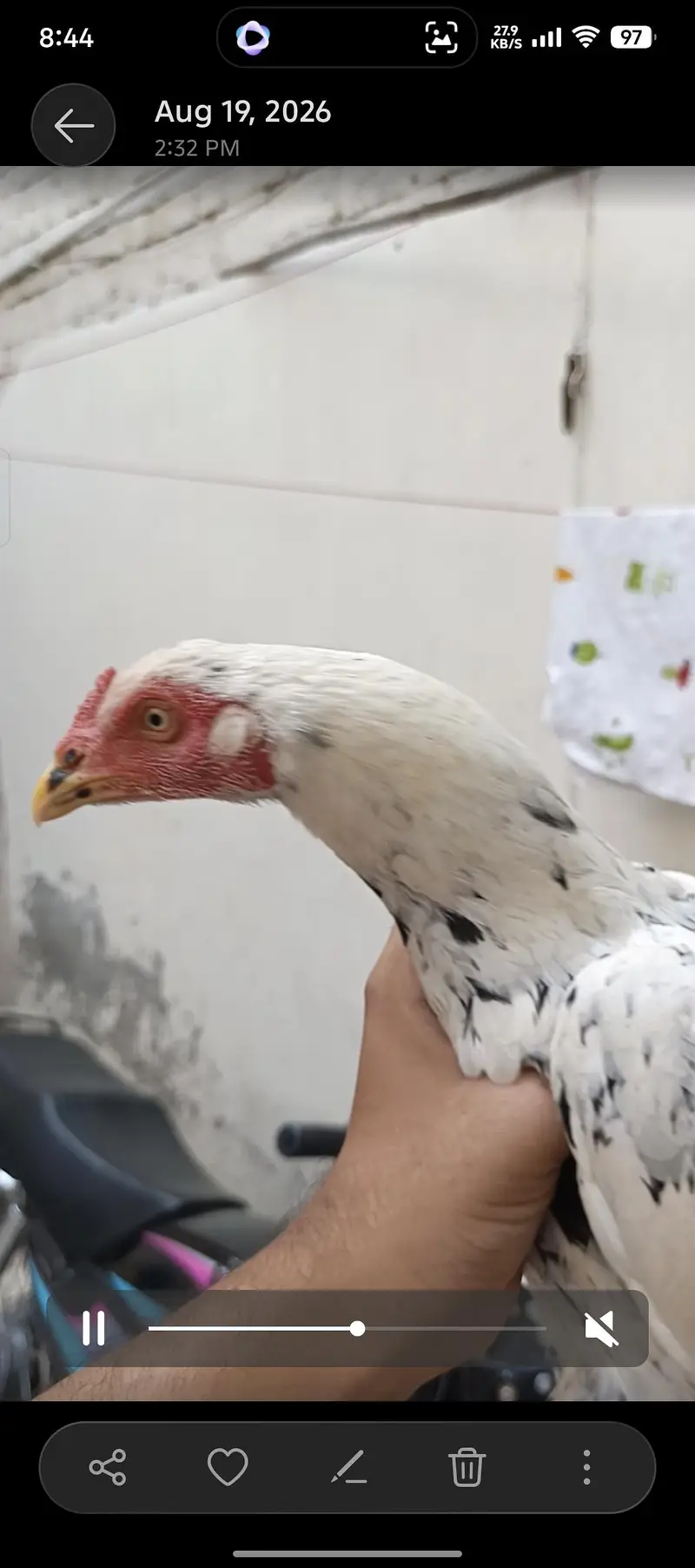 Healthy Hen with Chicks for Sale | Active & Top Quality — photo 2