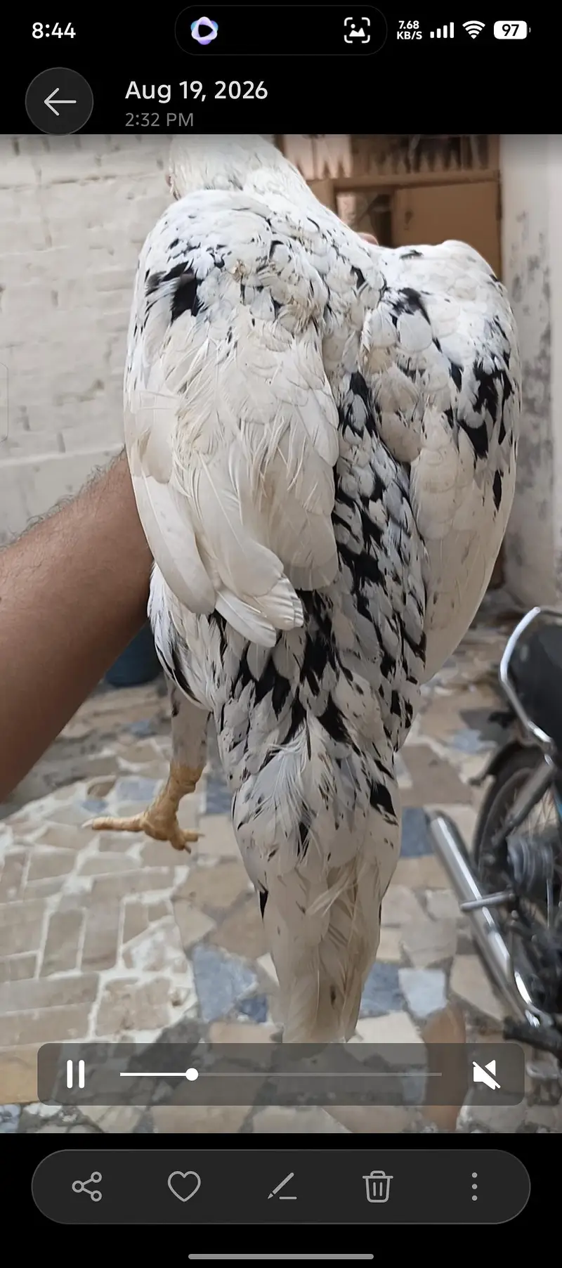 Healthy Hen with Chicks for Sale | Active & Top Quality — photo 4