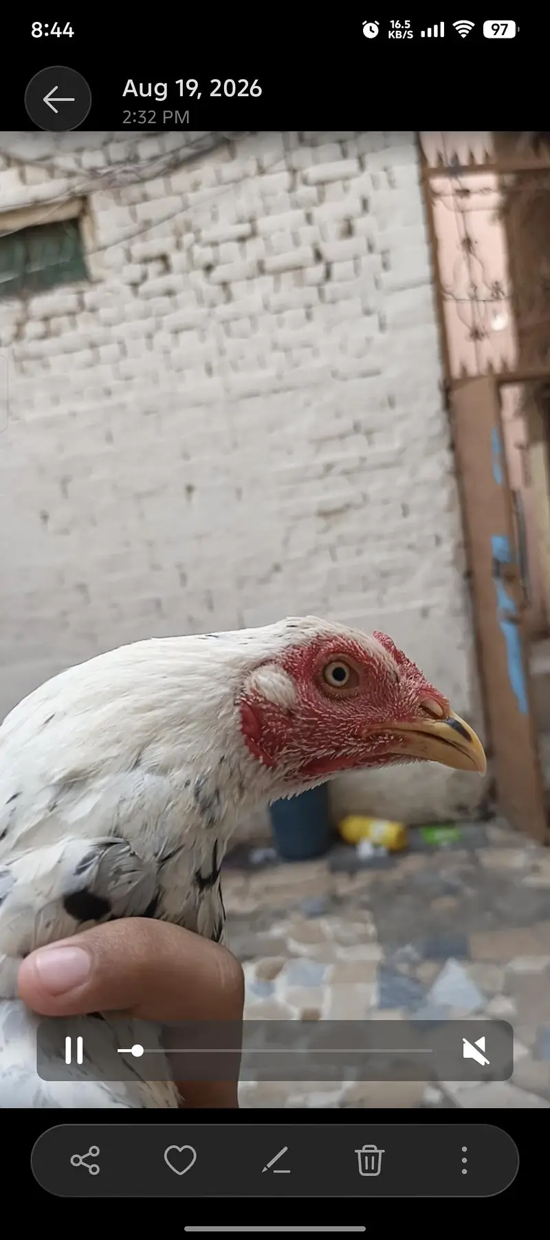 Healthy Hen with Chicks for Sale | Active & Top Quality — photo 5