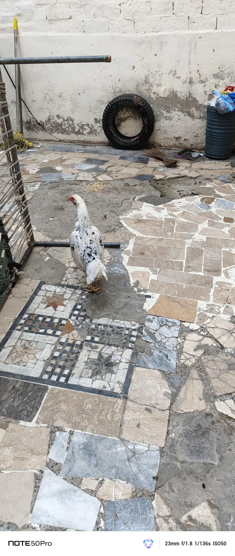 Healthy Hen with Chicks for Sale | Active & Top Quality — photo 6