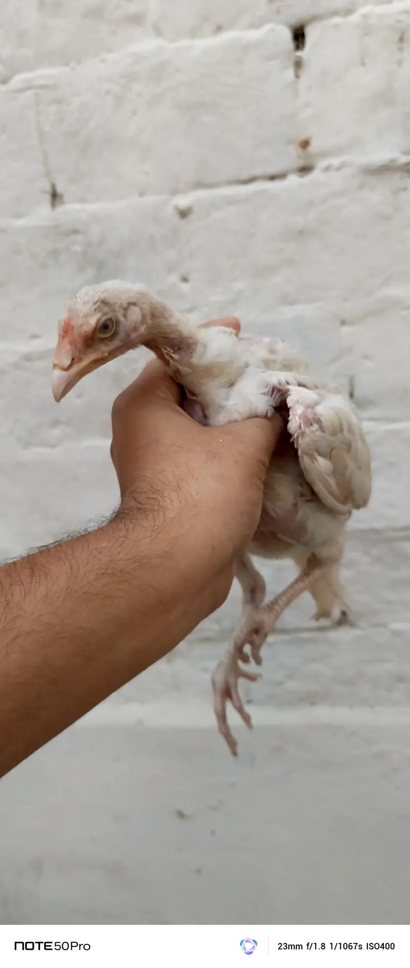 Healthy Hen with Chicks for Sale | Active & Top Quality — photo 7