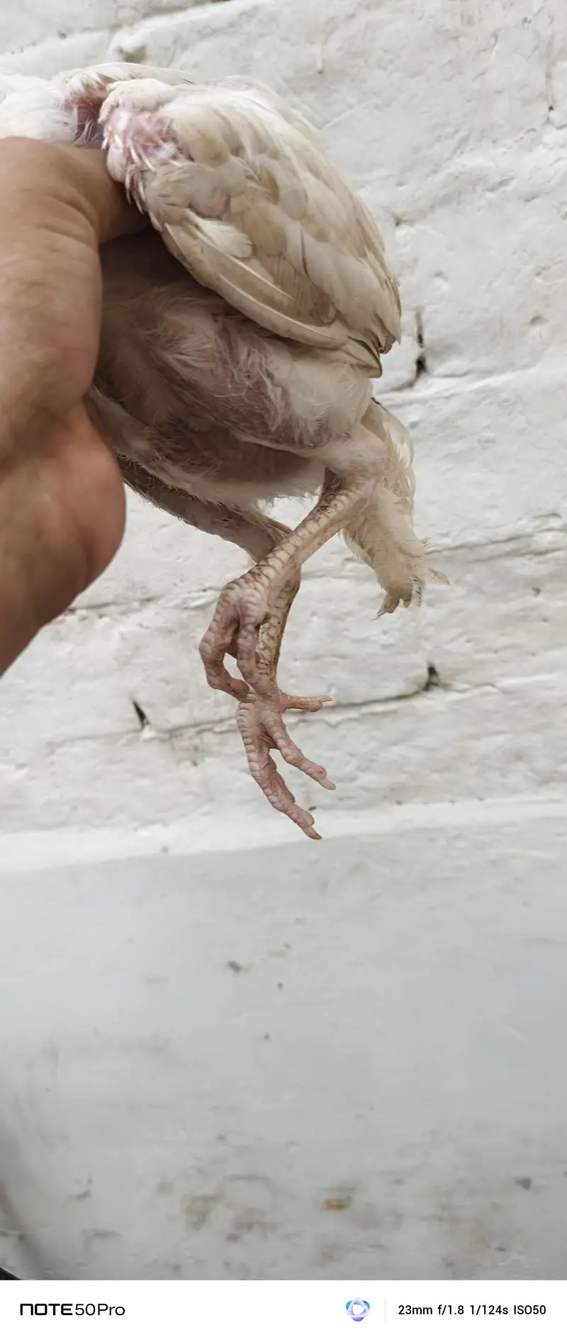 Healthy Hen with Chicks for Sale | Active & Top Quality — photo 8