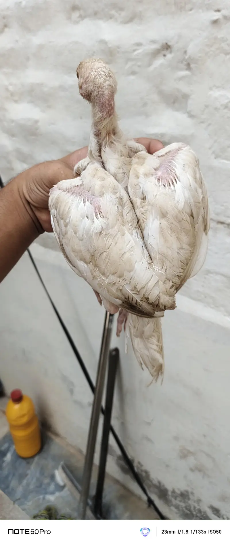 Healthy Hen with Chicks for Sale | Active & Top Quality — photo 9