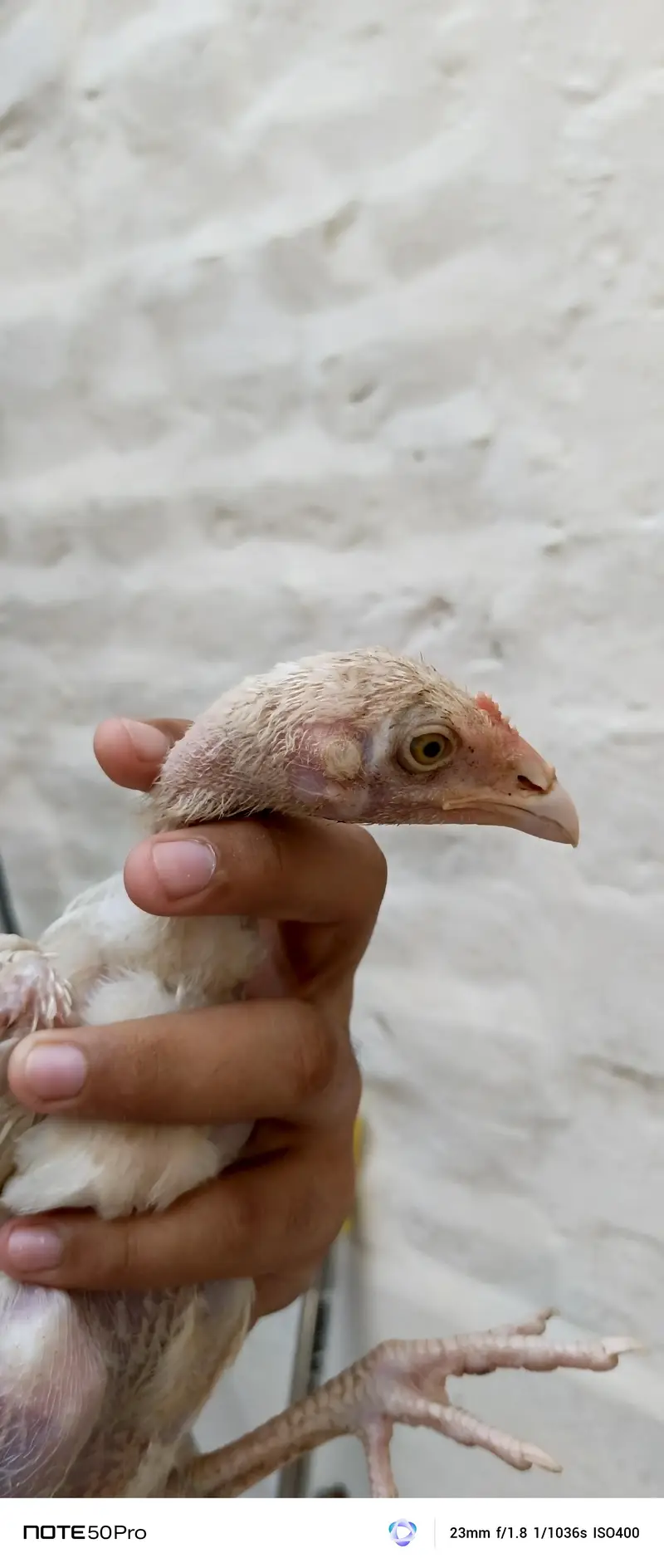 Healthy Hen with Chicks for Sale | Active & Top Quality — photo 10