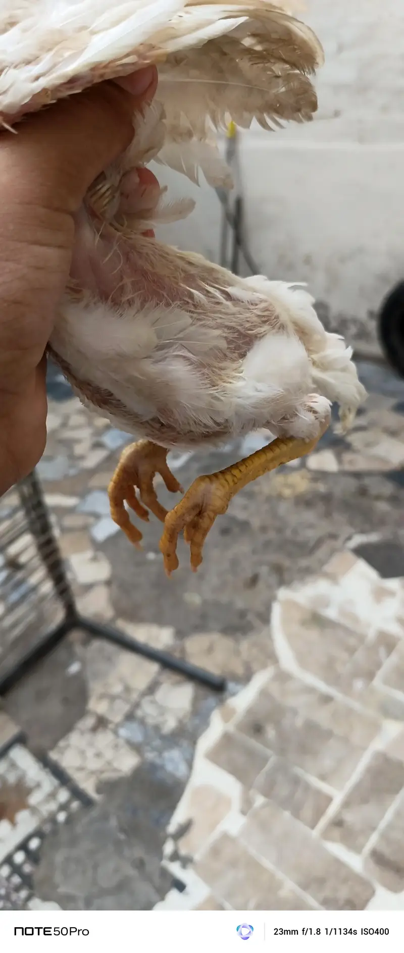Healthy Hen with Chicks for Sale | Active & Top Quality — photo 11