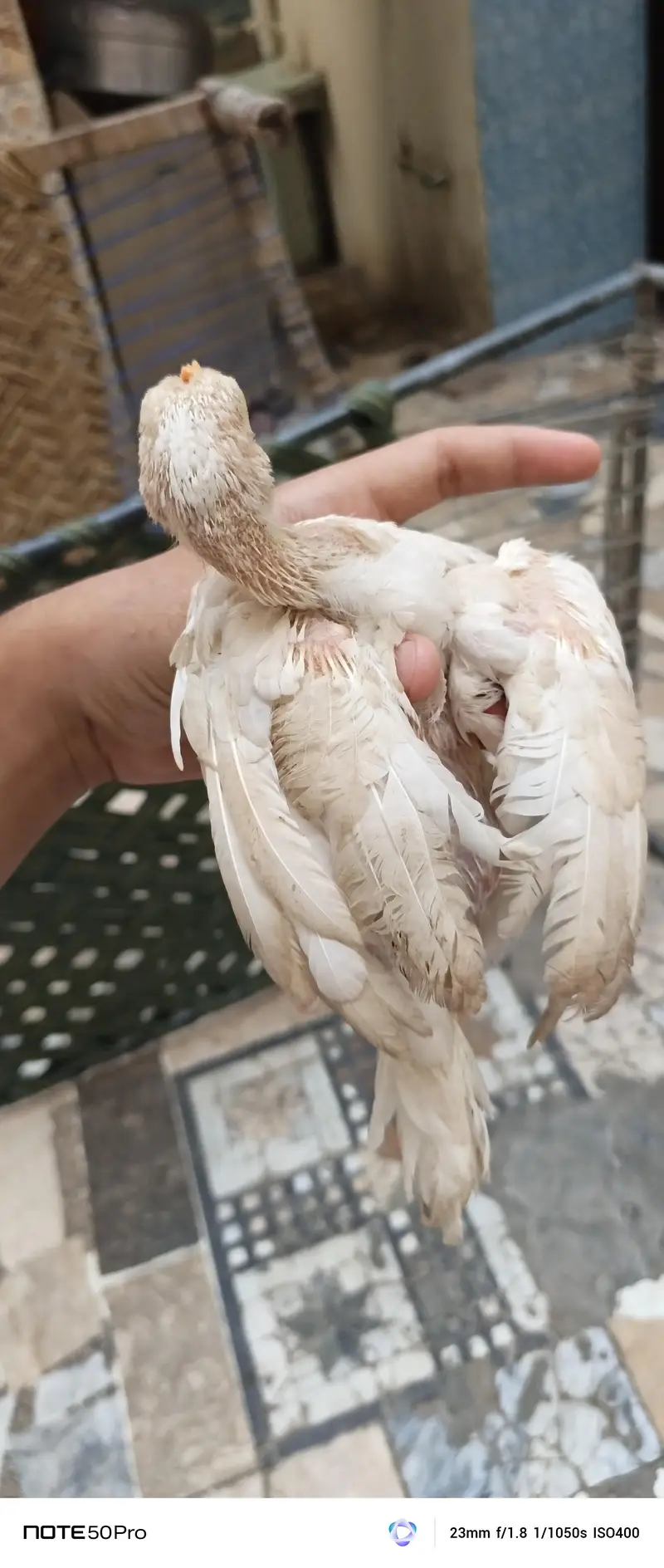 Healthy Hen with Chicks for Sale | Active & Top Quality — photo 12