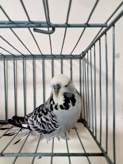 Exhibition Breeder Male