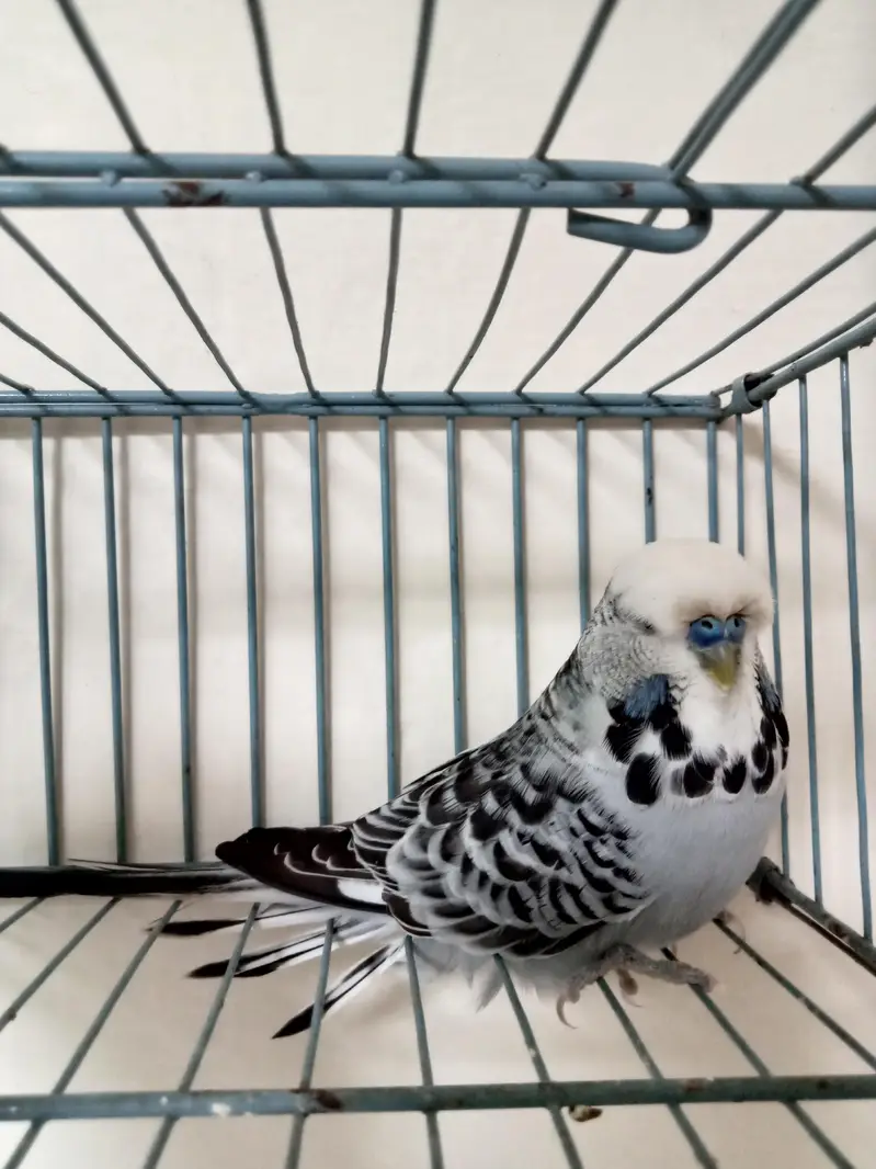 Exhibition Breeder Male — photo 2