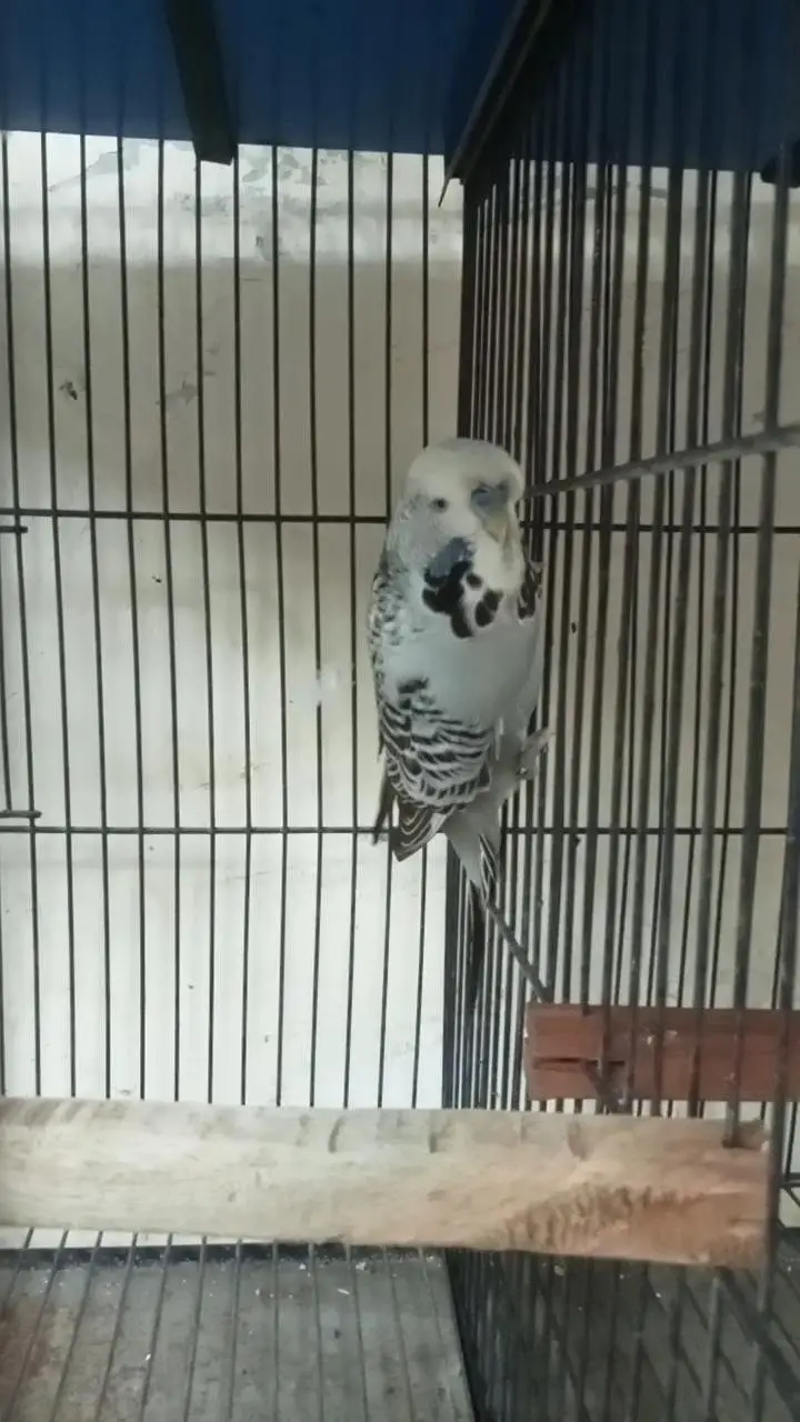 Exhibition Breeder Male — photo 3