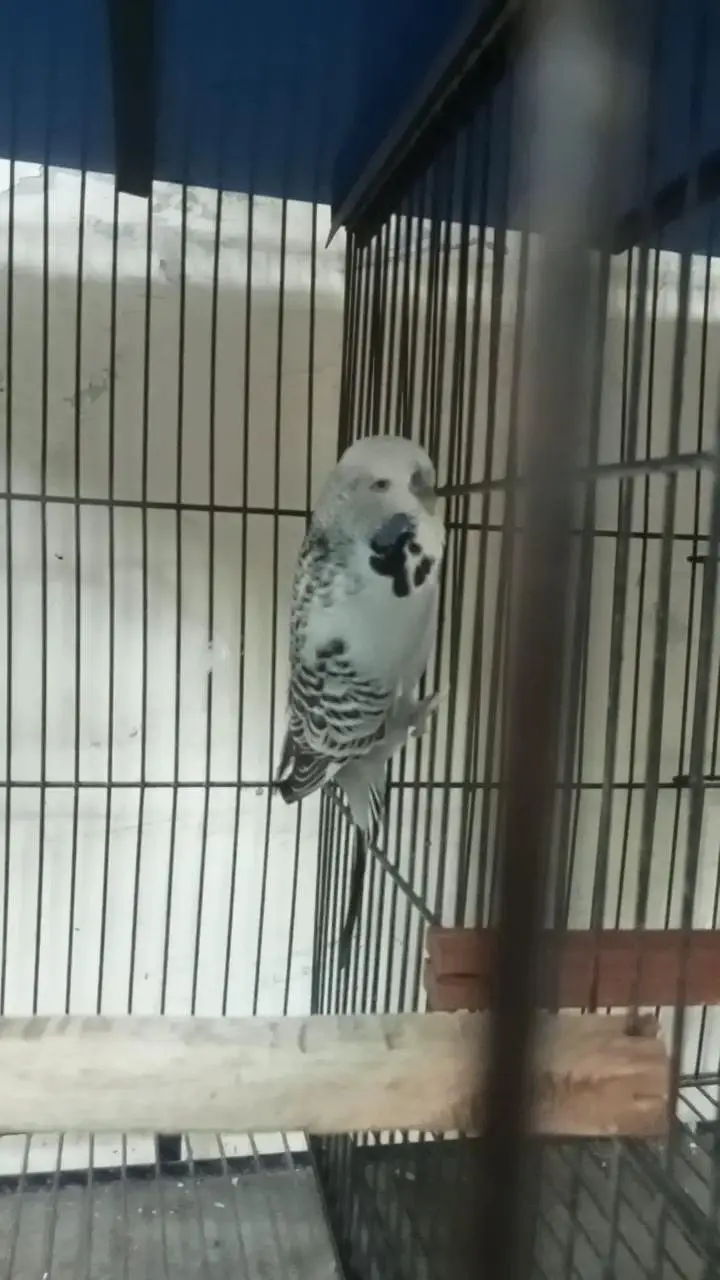 Exhibition Breeder Male — photo 4
