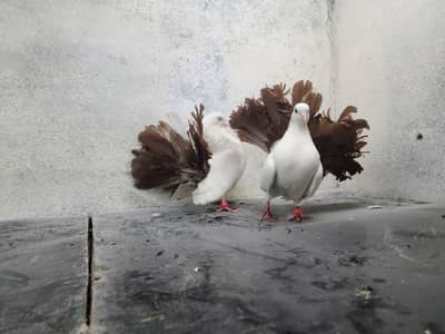 brown fantail pegion pairs
