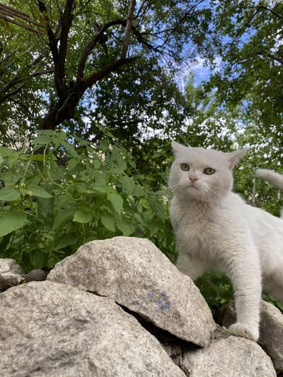  Healthy & Cute Cat Looking for a New Home
