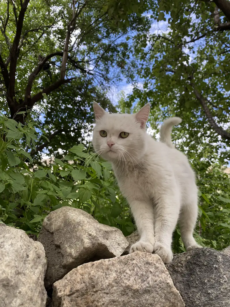  Healthy & Cute Cat Looking for a New Home — photo 3