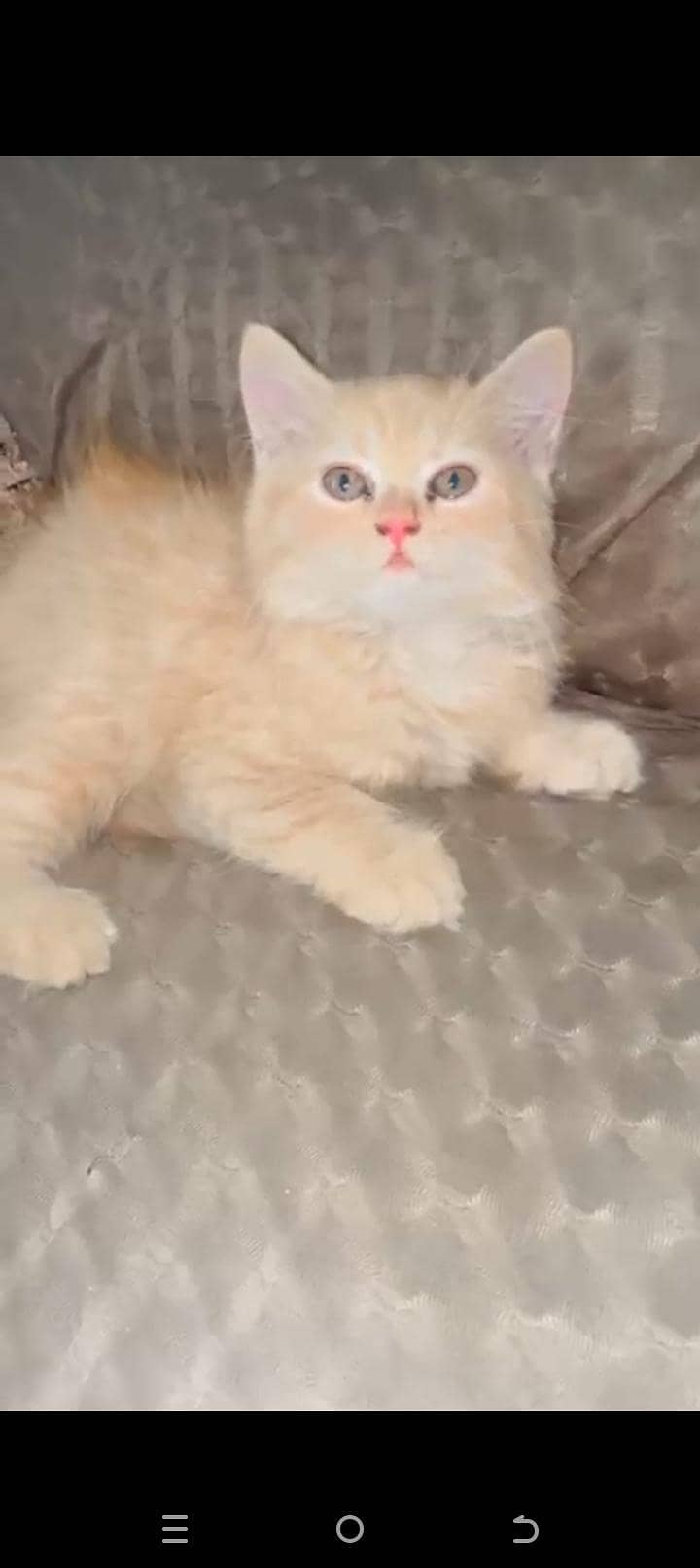 ginger colour kitten 1