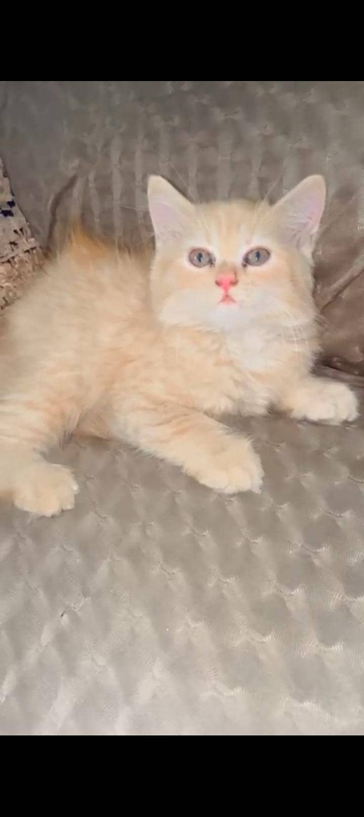 ginger colour kitten 2