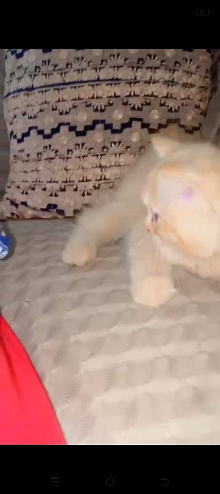 ginger colour kitten 3