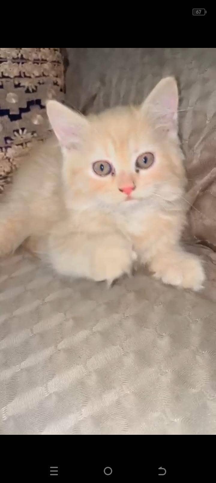 ginger colour kitten 4