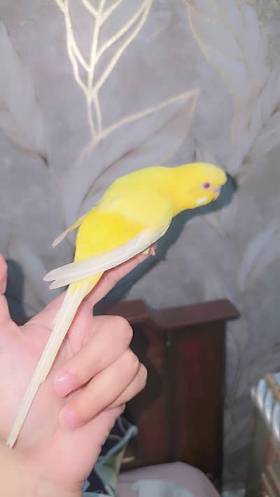 Red eyes tamed budgie