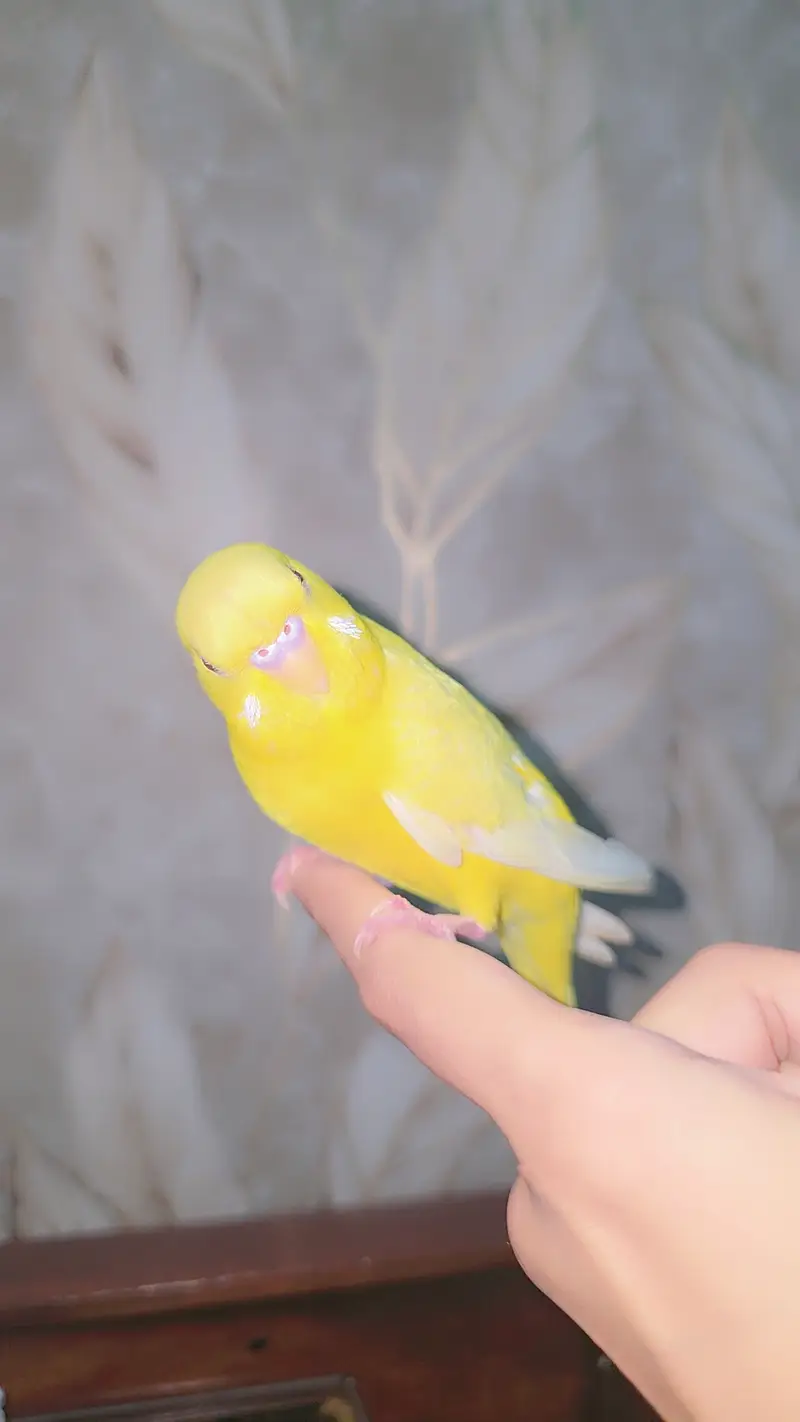 Red eyes tamed budgie — photo 2