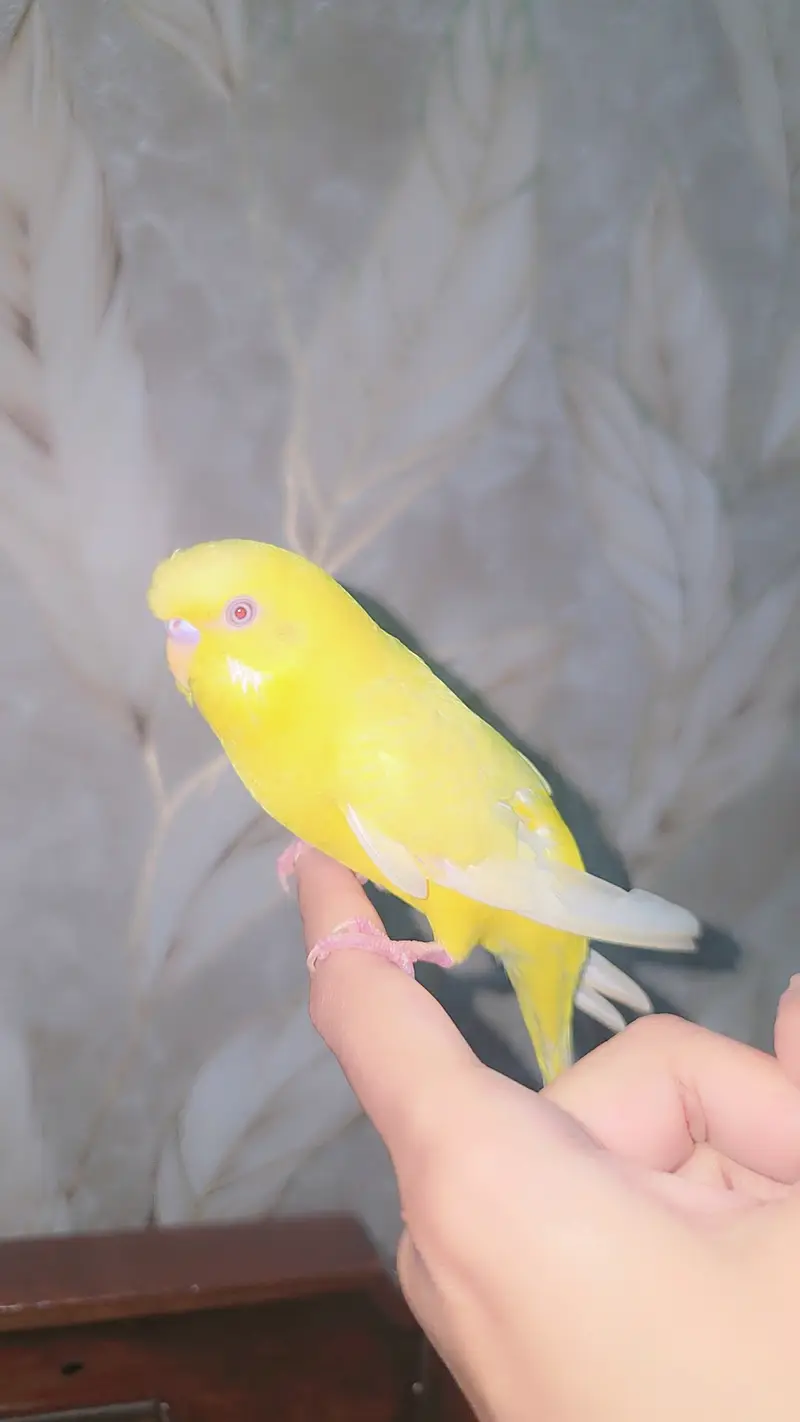 Red eyes tamed budgie — photo 3