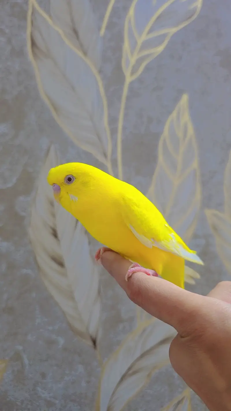 Red eyes tamed budgie — photo 4