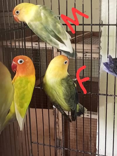 opline lovebirds