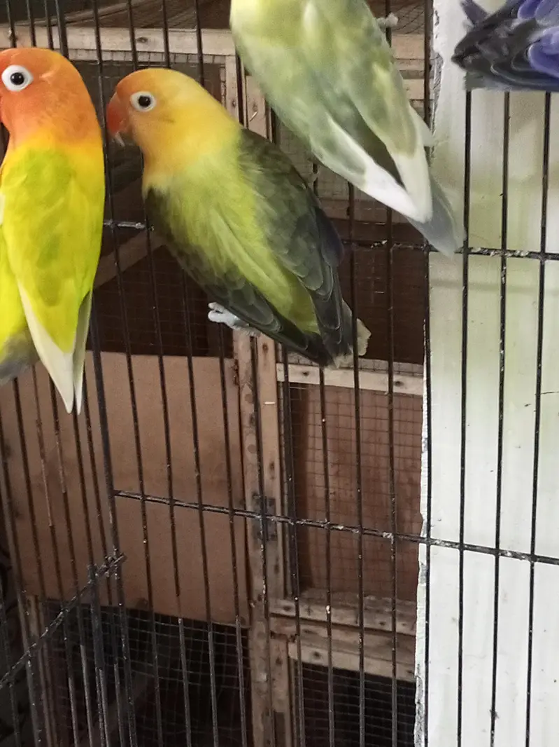 opline lovebirds — photo 2
