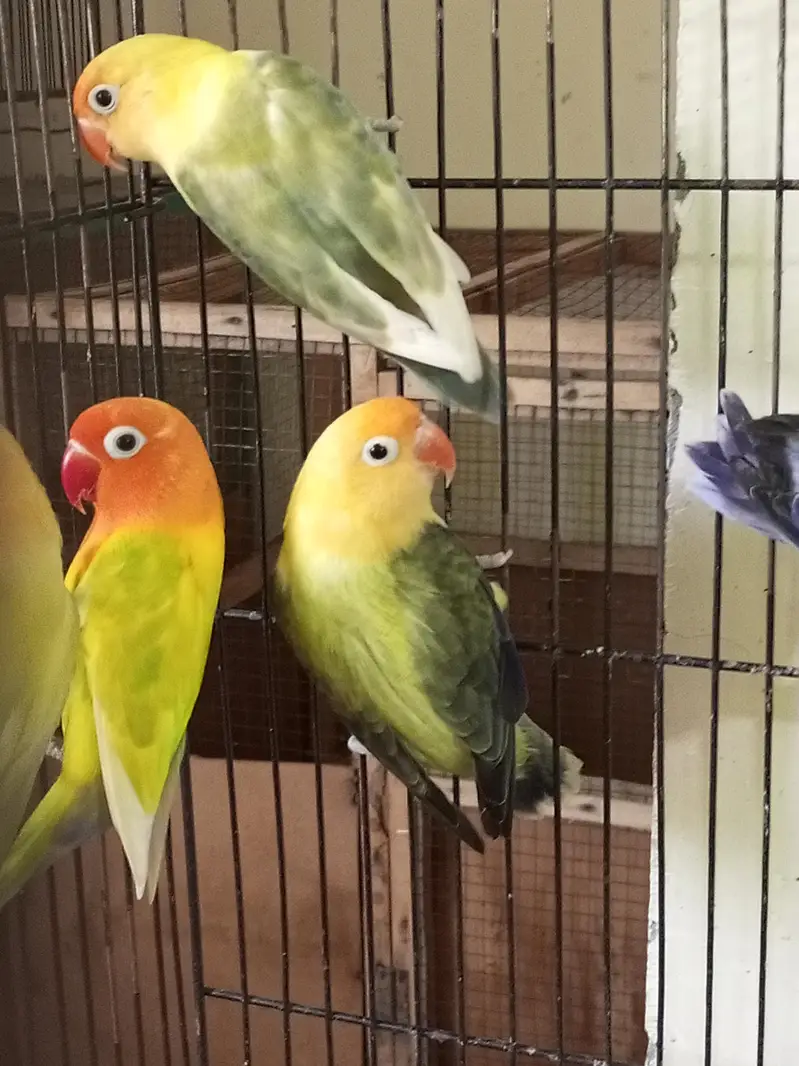 opline lovebirds — photo 3