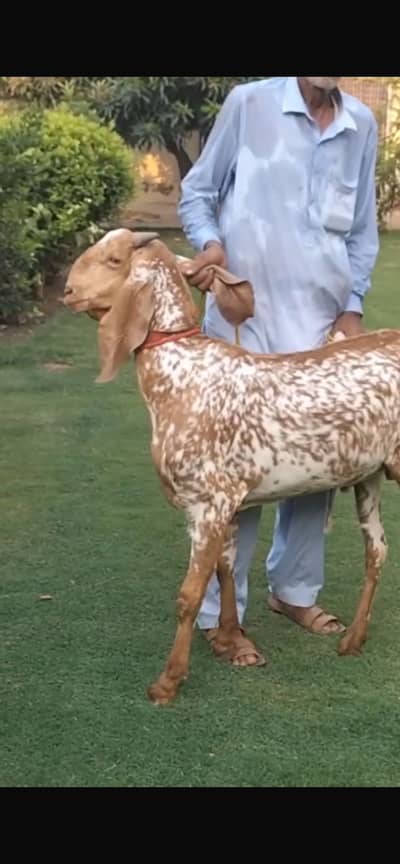 Bakra