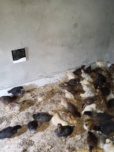 Desi Golden misri chicks for sale