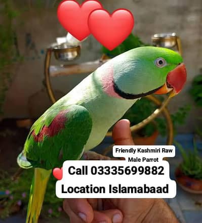 Hand Tamed Full Friendly 3 Year's Kashmiri Raw Male Parrot