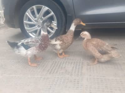 Desi ducks Trio ( Read full ad )