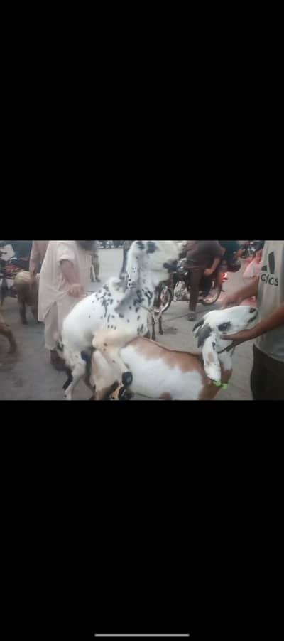 bakri with 2 baby
