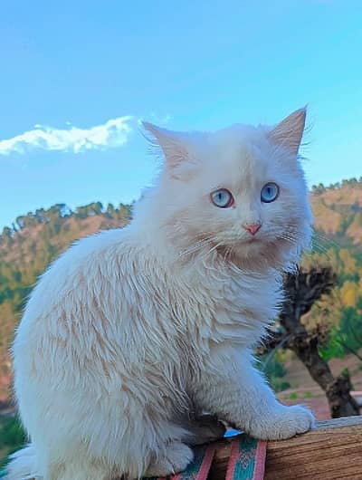Persian femar cat for sale- 5 Months old