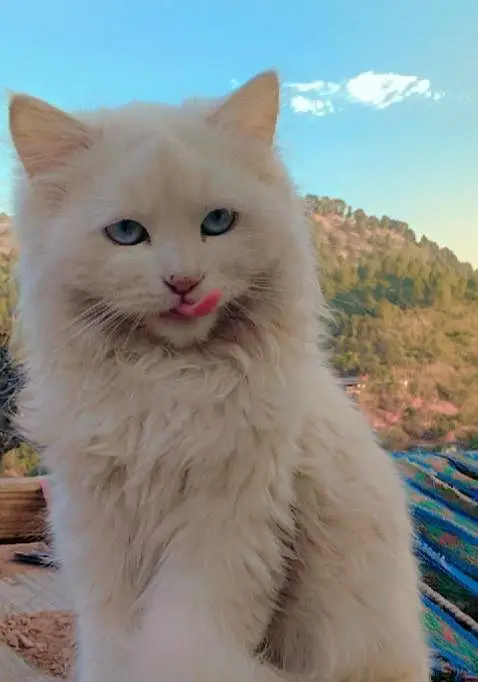 Persian femar cat for sale- 5 Months old — photo 2