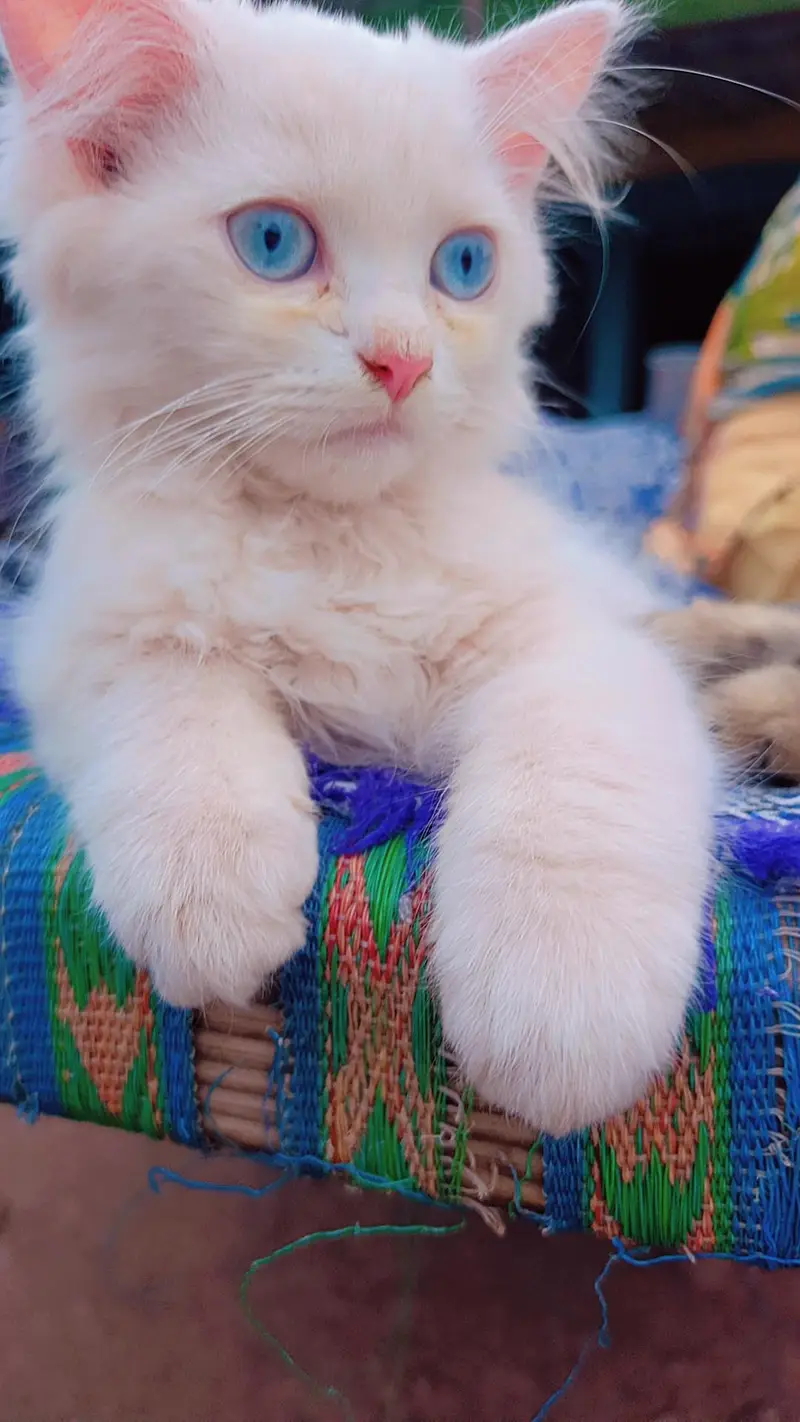 Persian femar cat for sale- 5 Months old — photo 3