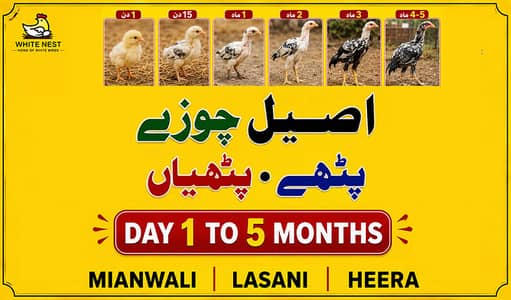 Aseel Chicks of Mianwali Lasani Lakha Jawa Mushka Heera, Light Sussex
