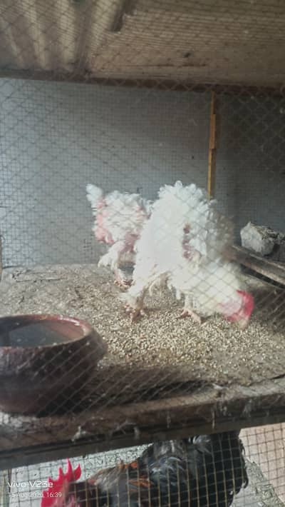 fancy hen silky Golden buff 03034080441