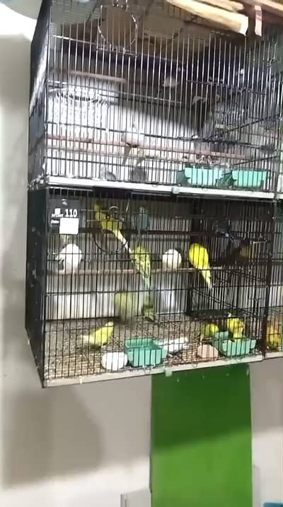 Cages for Birds