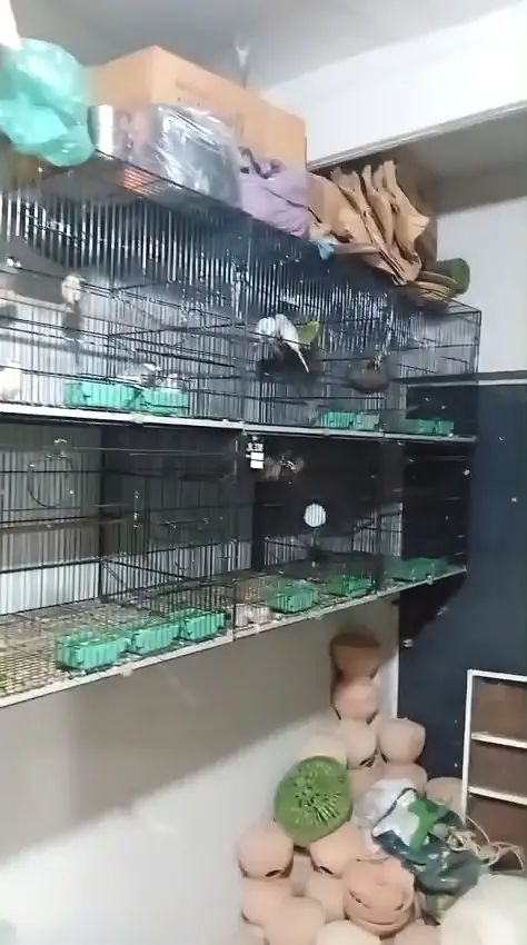 Cages for Birds — photo 2