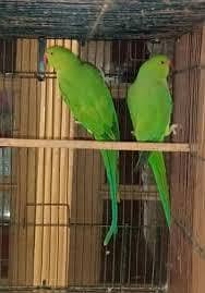 Bolny waly toty k Pathy Confirm Pair