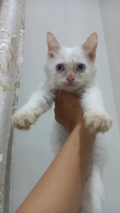 PERSIAN
